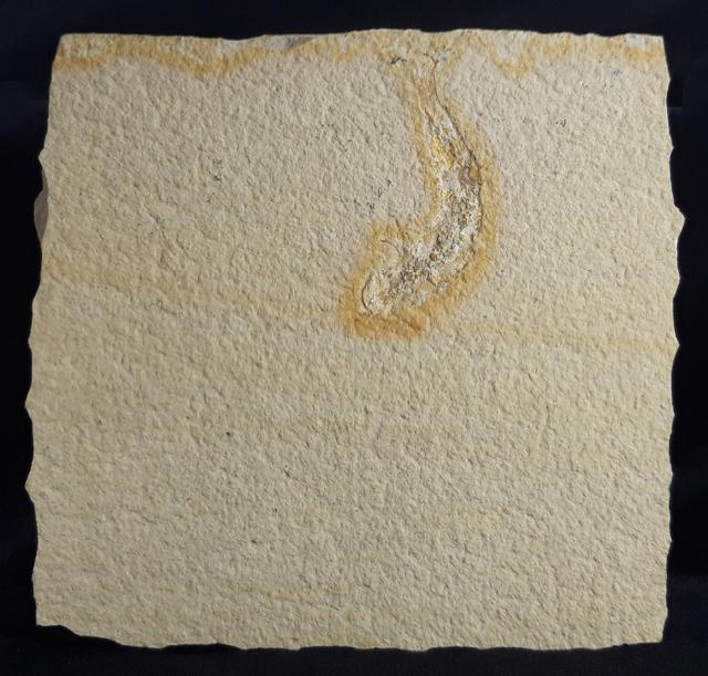 Leptolepides sprattiformis (BLAINVILLE 1818) - Bild &copy; FossNet FossilienStore